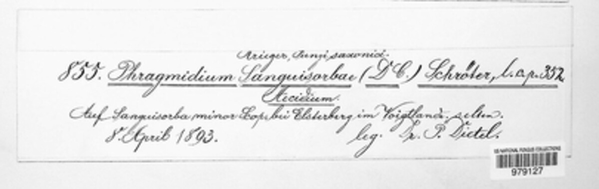 Milesina scolopendrii image